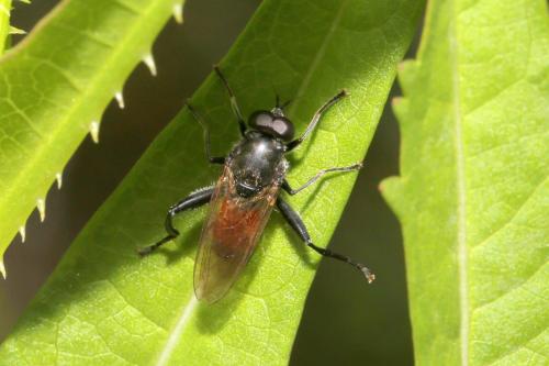 Brachypalpoides lentus